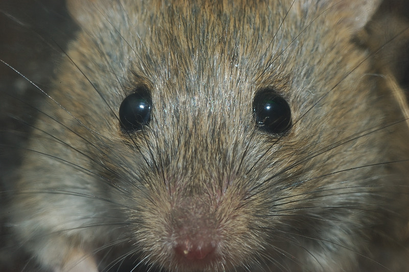 Topolino delle case Mus musculus domesticus