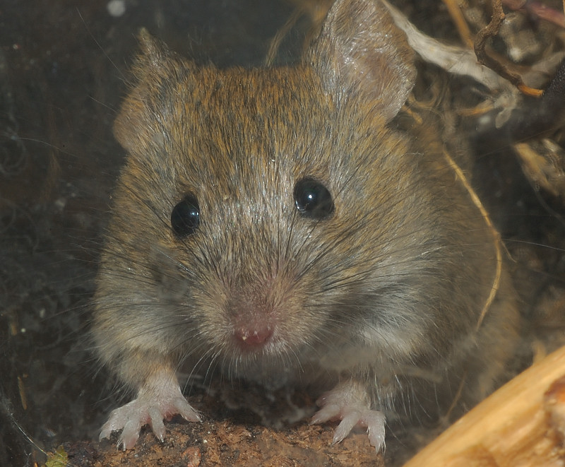 Topolino delle case Mus musculus domesticus