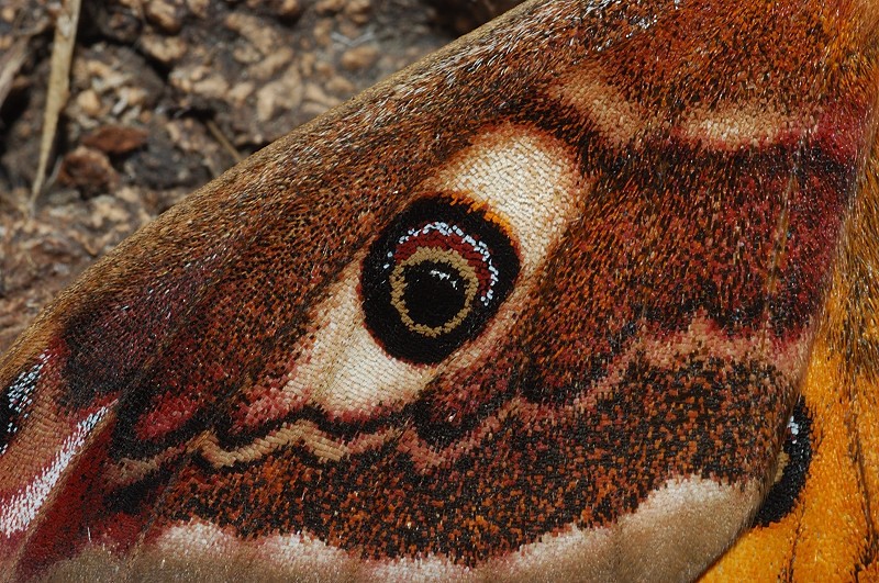 Bruco di Saturnia pavoniella