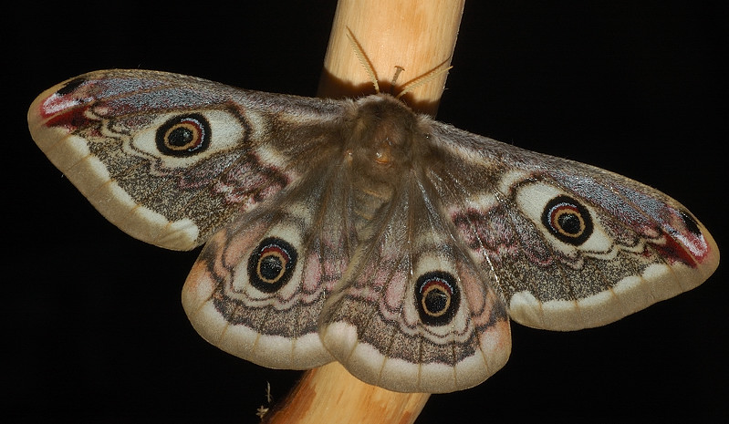 Bruco di Saturnia pavoniella