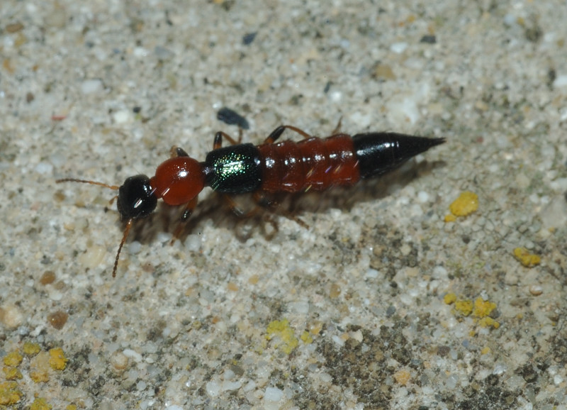 Quale Paederus sp.?