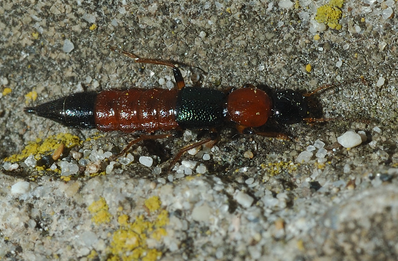 Quale Paederus sp.?