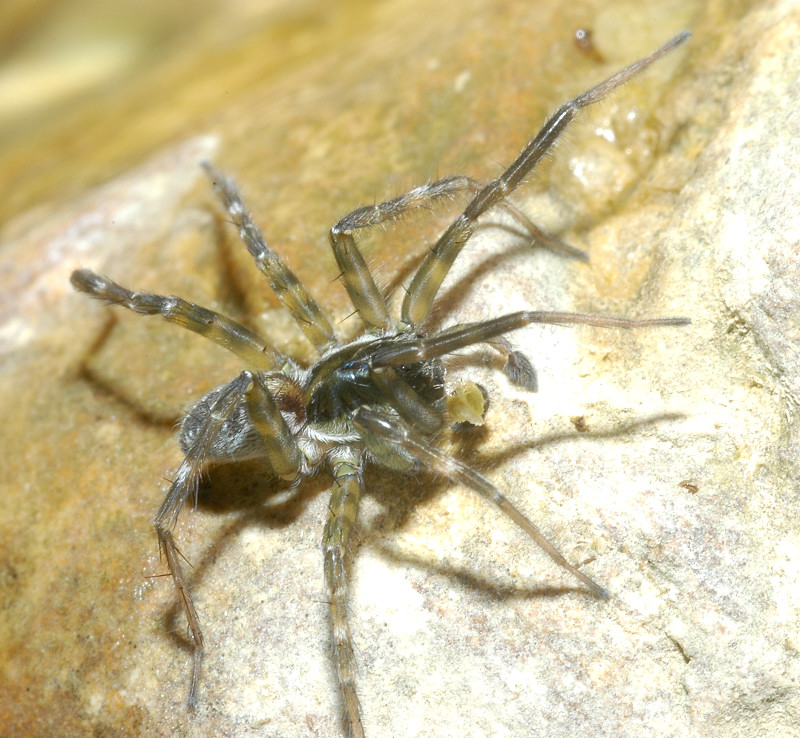 Pirata sp.
