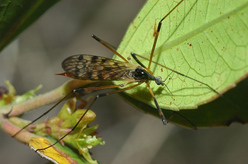 Tre Tipulidae diverse