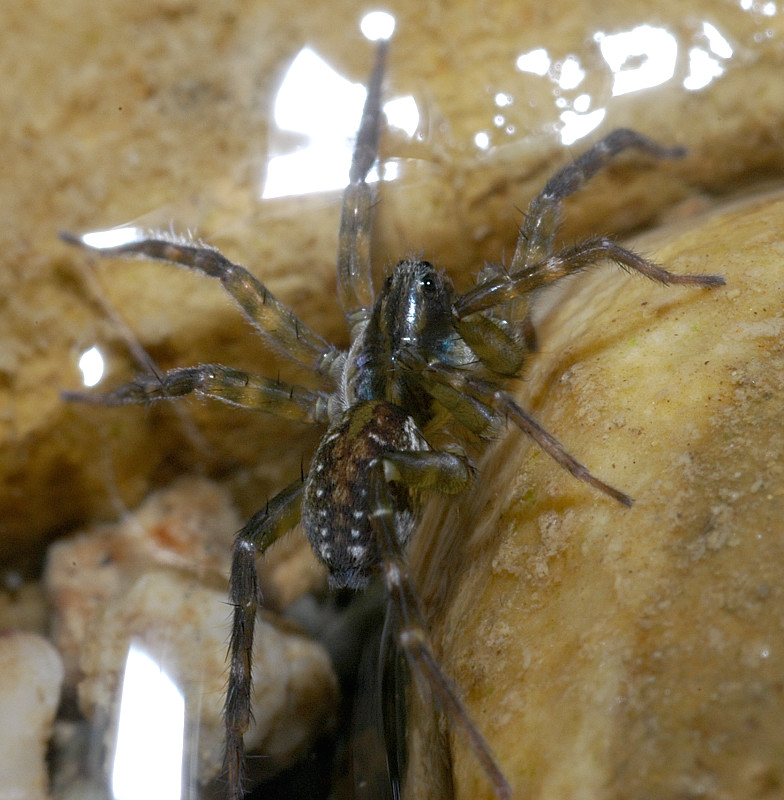 Pirata sp.