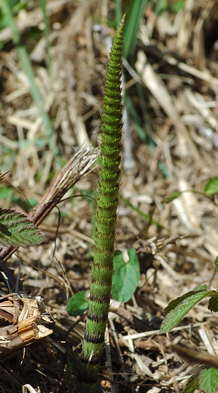 Equisetum telmateja