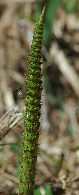 Equisetum telmateja