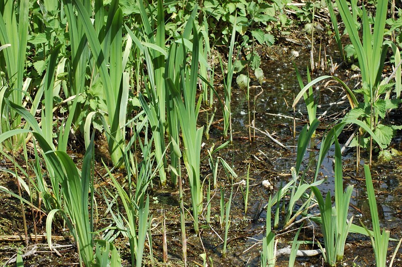 Microscopia al Lago di Bracciano, zona Pantane
