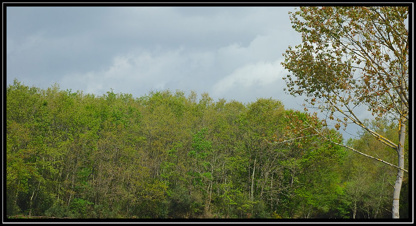 Il bosco di Foglino