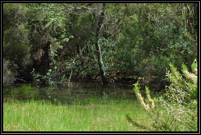 Il bosco di Foglino