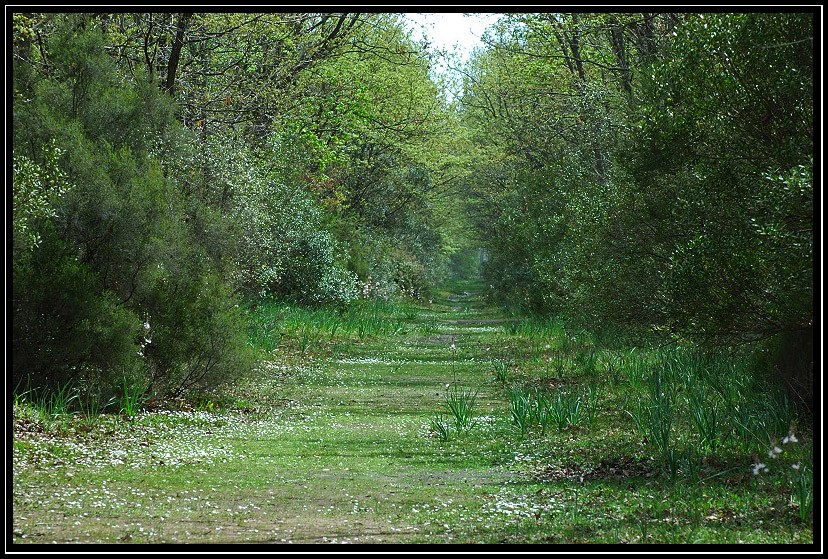 Il bosco di Foglino