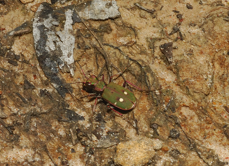 Cicindela campestris campestris