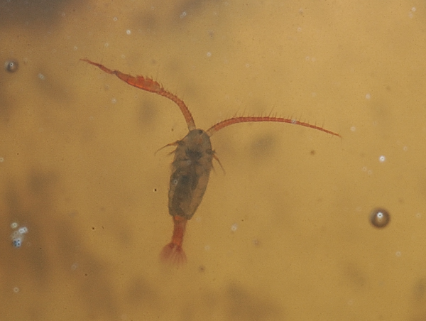Microscopia delle acque astatiche del Bosco di Foglino