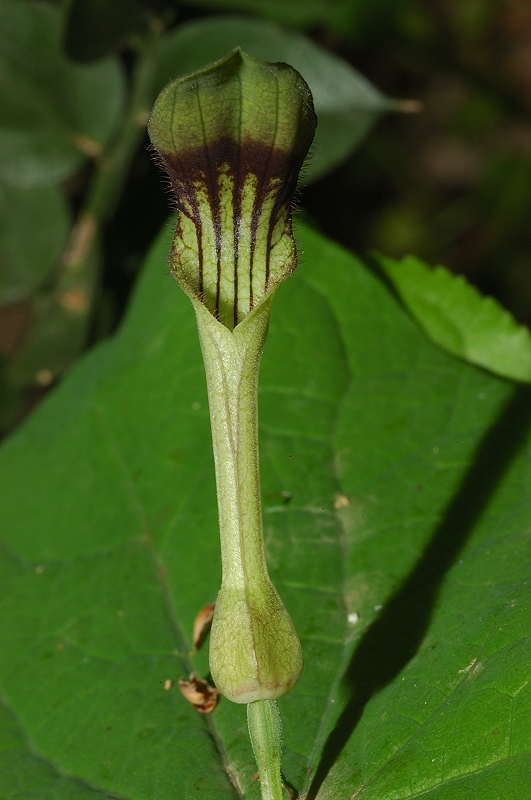 Aristolochia rotunda / Aristolochia rotonda