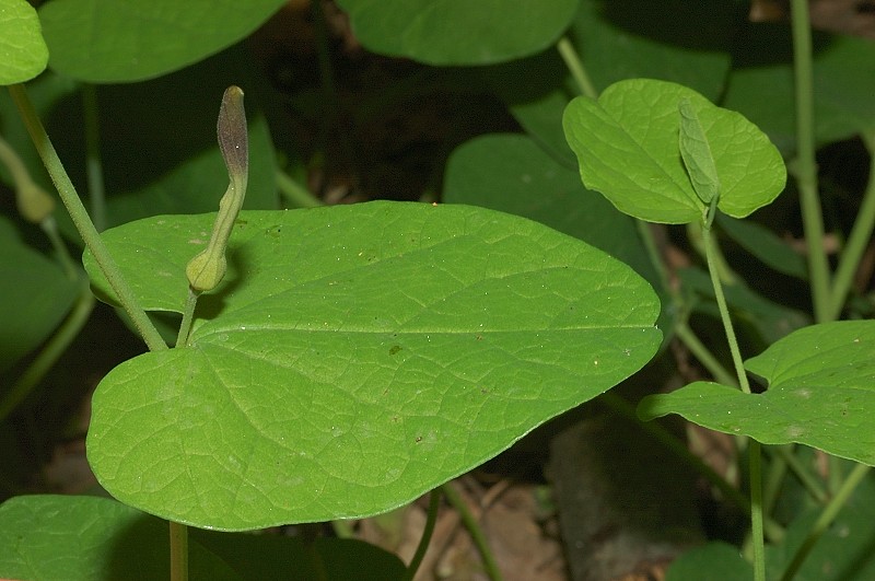 Aristolochia rotunda / Aristolochia rotonda