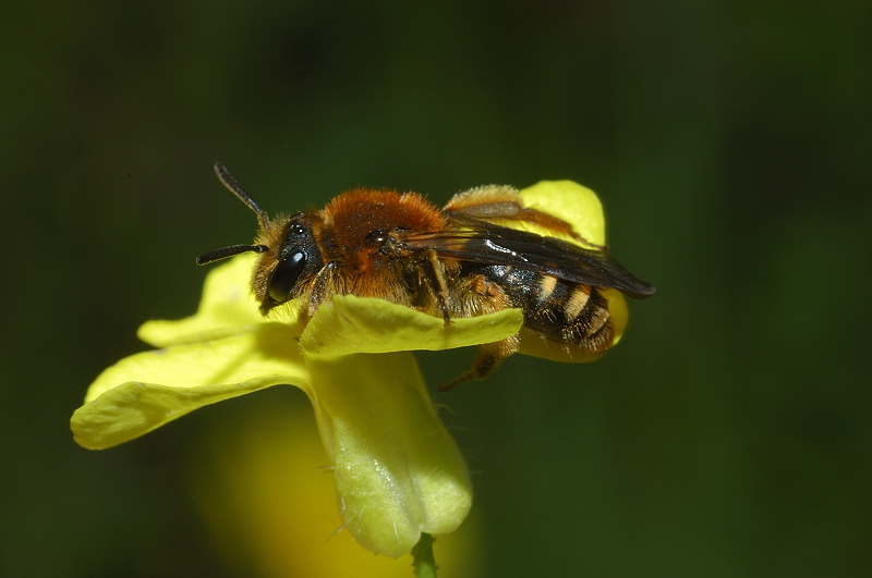 Andrena dorsata