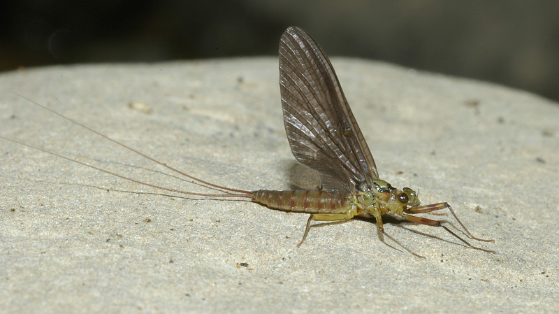 Rhithrogena semicolorata