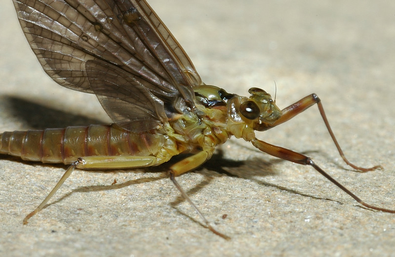 Rhithrogena semicolorata