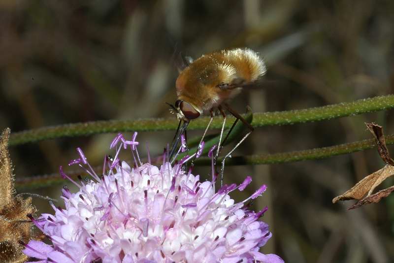 Bombylidae