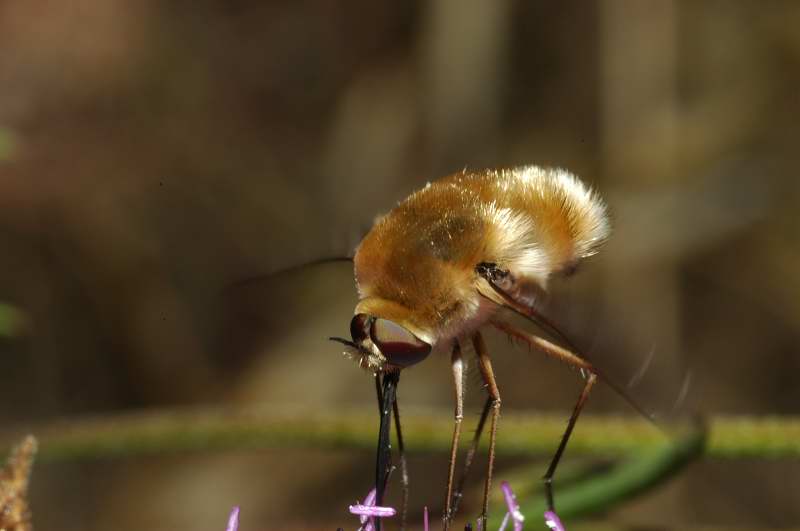 Bombylidae