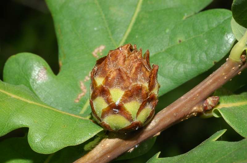 Andricus foecundatrix