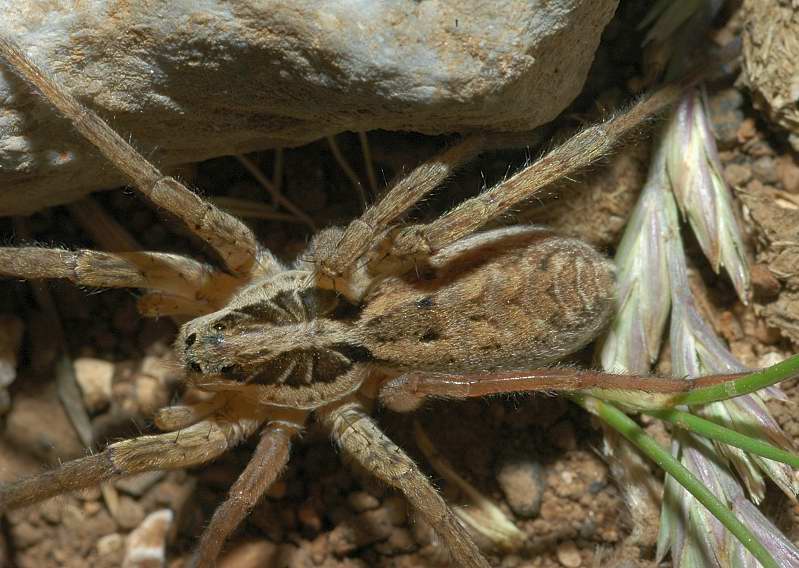Hogna radiata