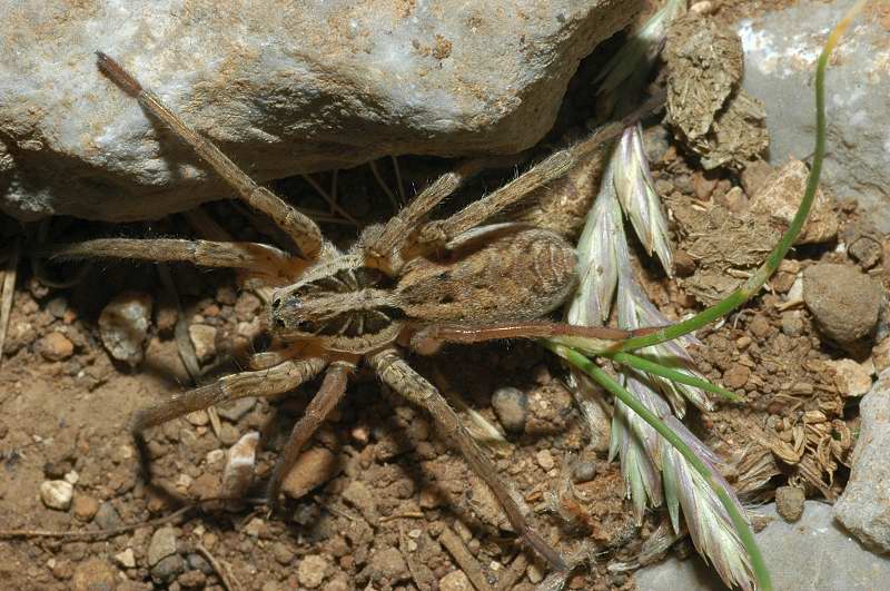 Hogna radiata