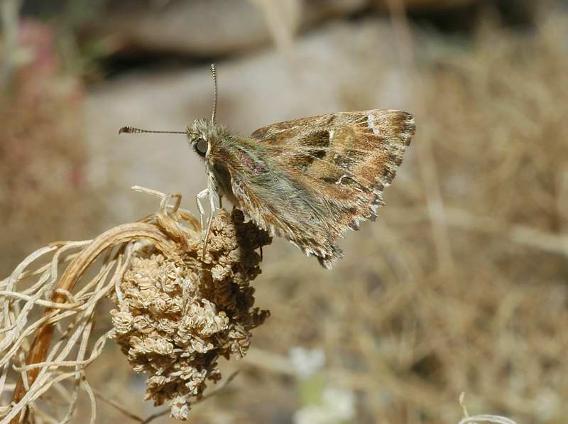 Insetti delle Madonie