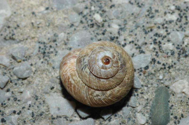 Trochoidea (Xeroclausa) meda