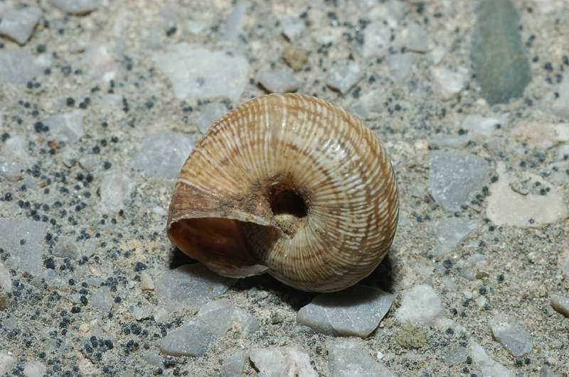 Trochoidea (Xeroclausa) meda