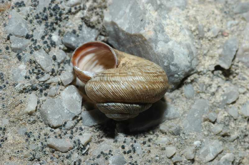 Trochoidea (Xeroclausa) meda