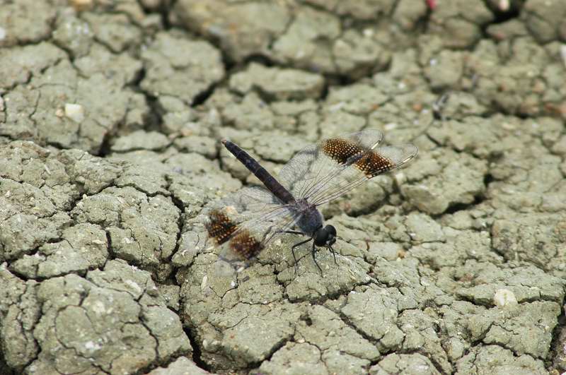 Libellule sicule:Trithemis annulata-Brachythemis leucosticta