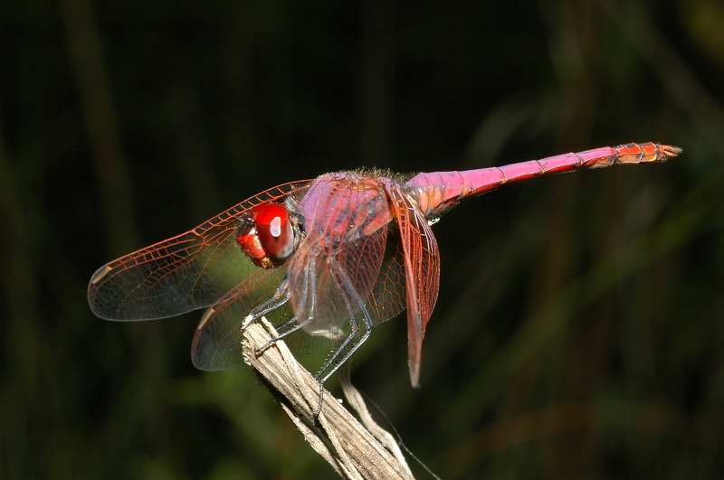 Libellule sicule:Trithemis annulata-Brachythemis leucosticta