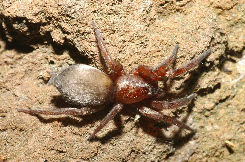 Gnaphosidae