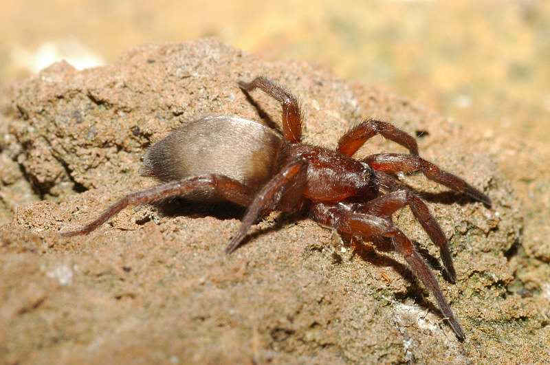 Gnaphosidae