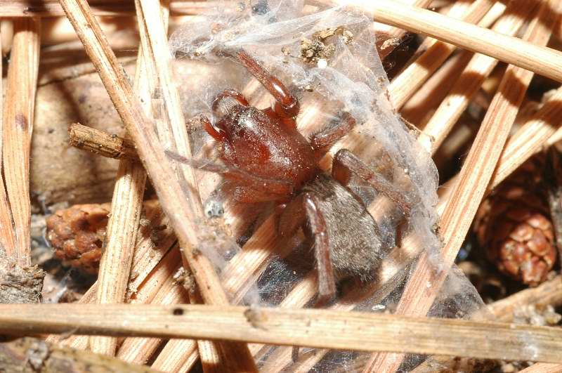 Gnaphosidae