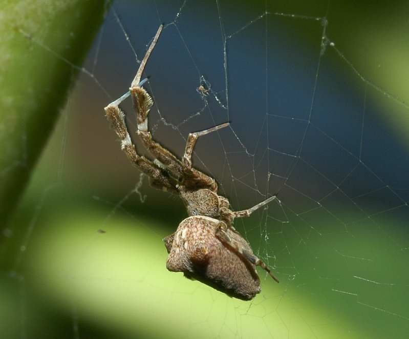 Uloborus plumipes