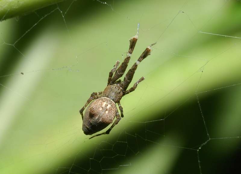 Uloborus plumipes