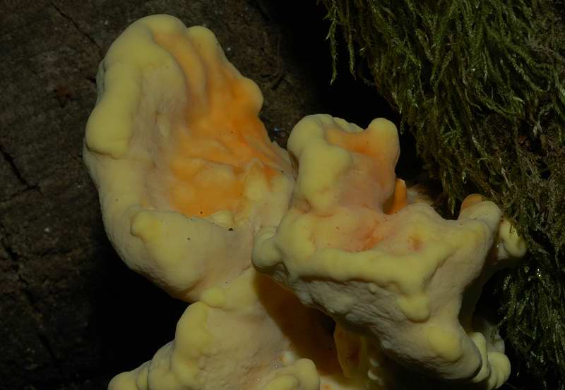 Laetiporus sulphureus