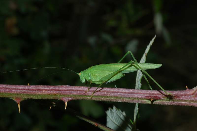 Due ortotteri: Aiolopus strepens e Phaneroptera nana