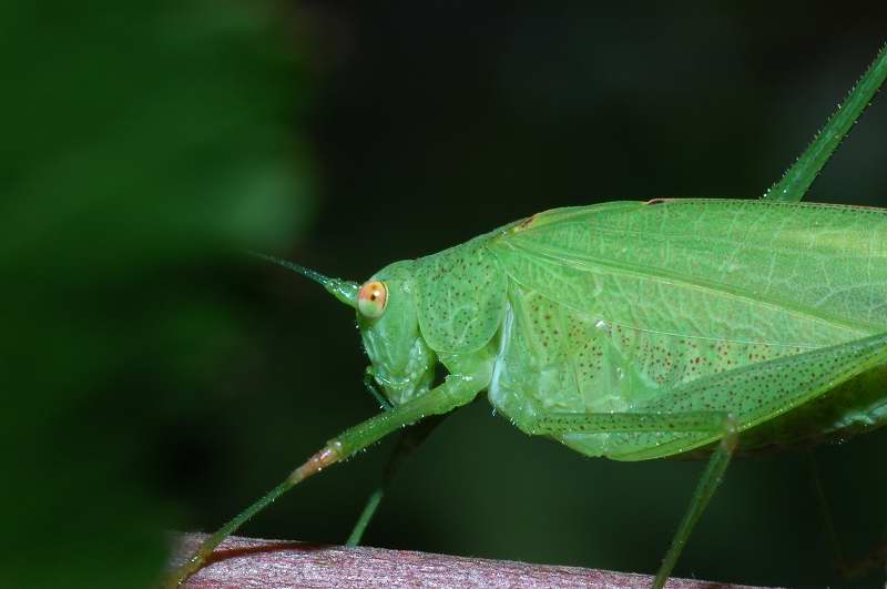 Due ortotteri: Aiolopus strepens e Phaneroptera nana