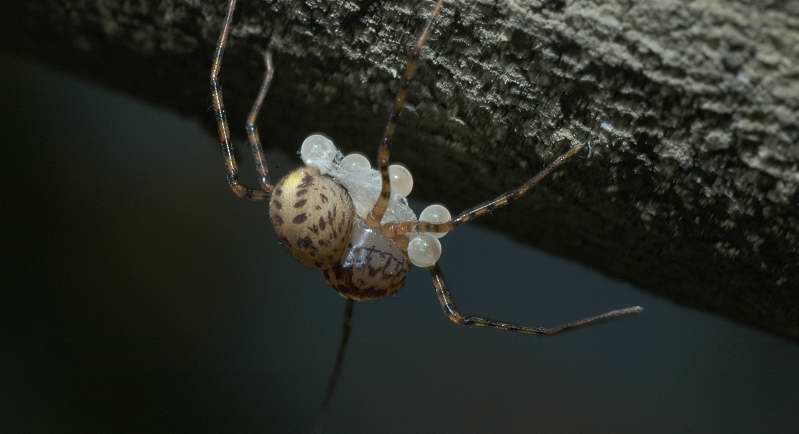 Scytodes thoracica