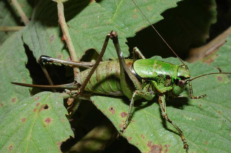 Eupholidoptera sp. (Tettigoniidae)