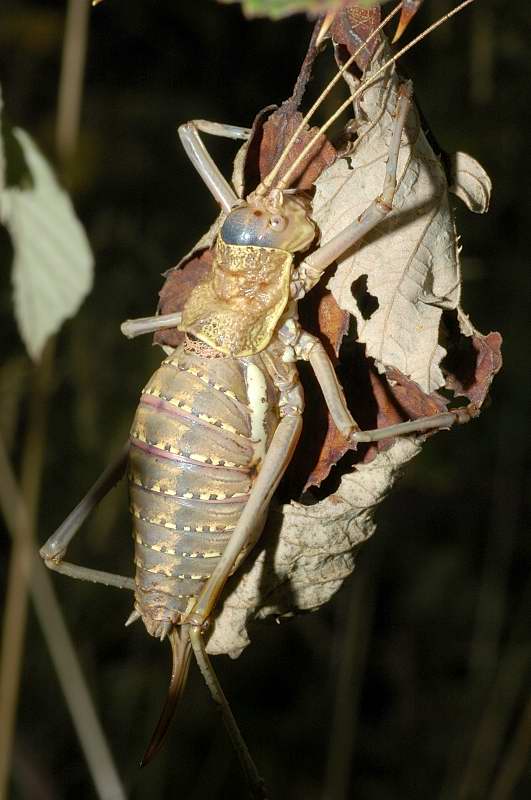 Uromenus (Bolivarius) elegans (Bradyporidae)