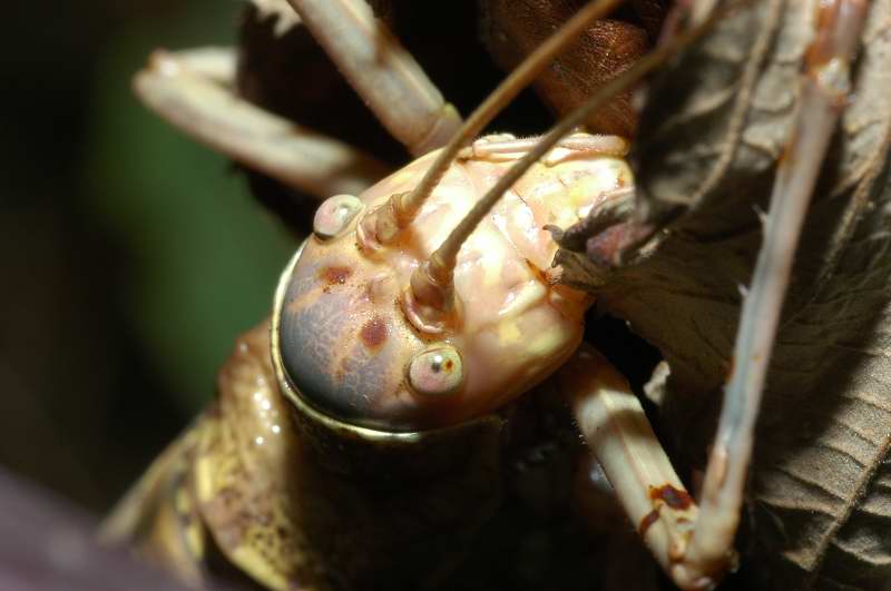 Uromenus (Bolivarius) elegans (Bradyporidae)