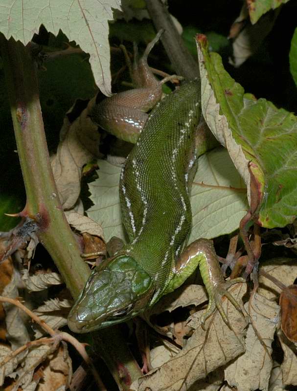 Lacerta bilineata