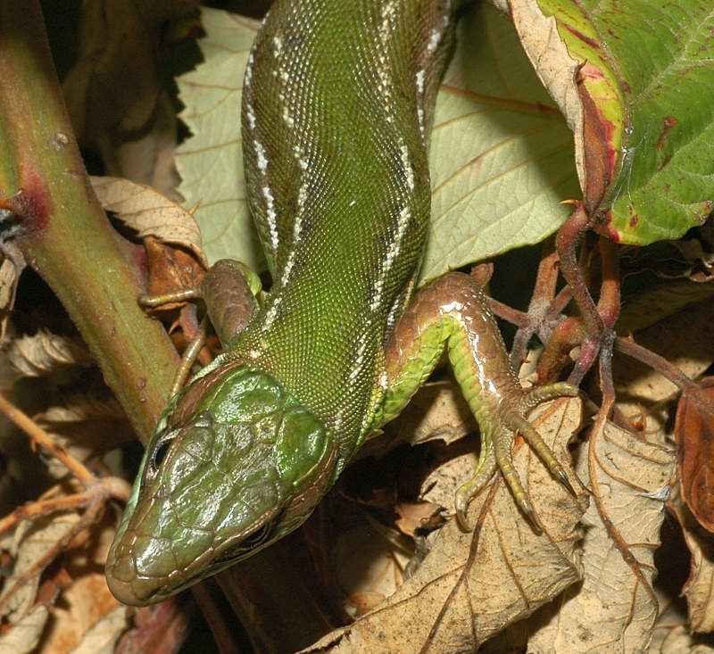 Lacerta bilineata