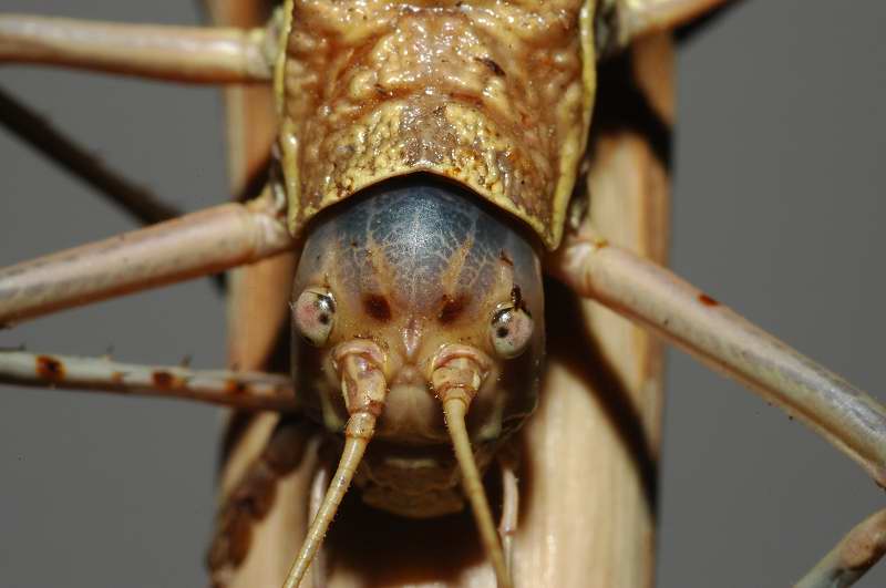 Uromenus (Bolivarius) elegans (Bradyporidae)
