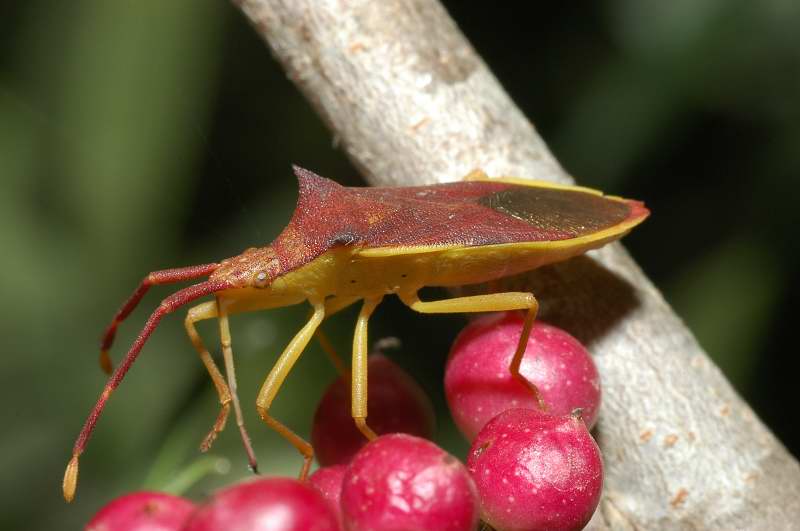 Perfetto mimetismo: Gonocerus insidiator