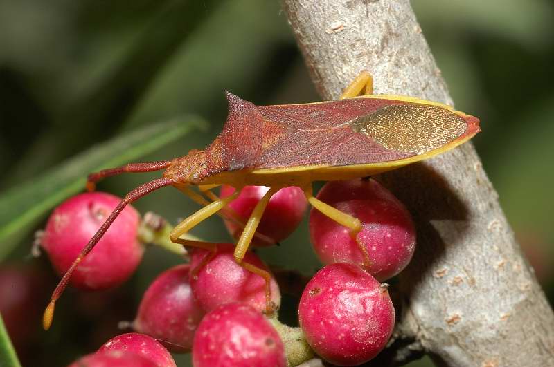 Perfetto mimetismo: Gonocerus insidiator